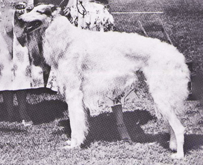 Top Conformation Borzoi 1955